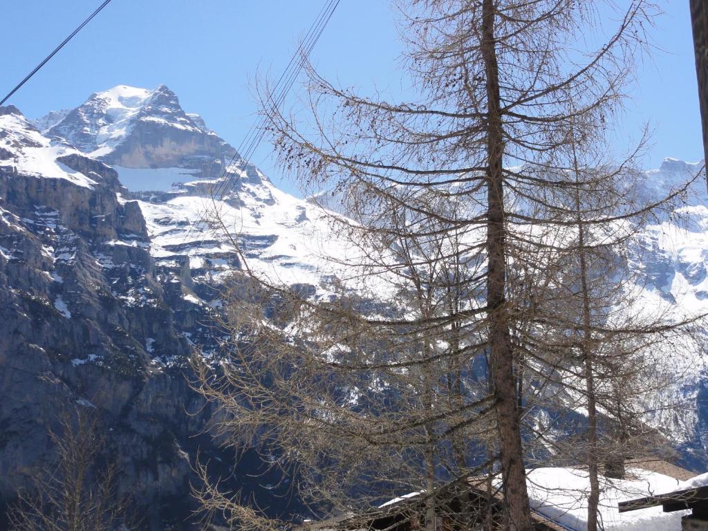 Chalet Schoenbuehl Mürren Exteriör bild